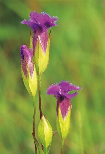 Canada-Manitoba-Tall-grass Prairie Preserve Fringed gentian flowers close-up